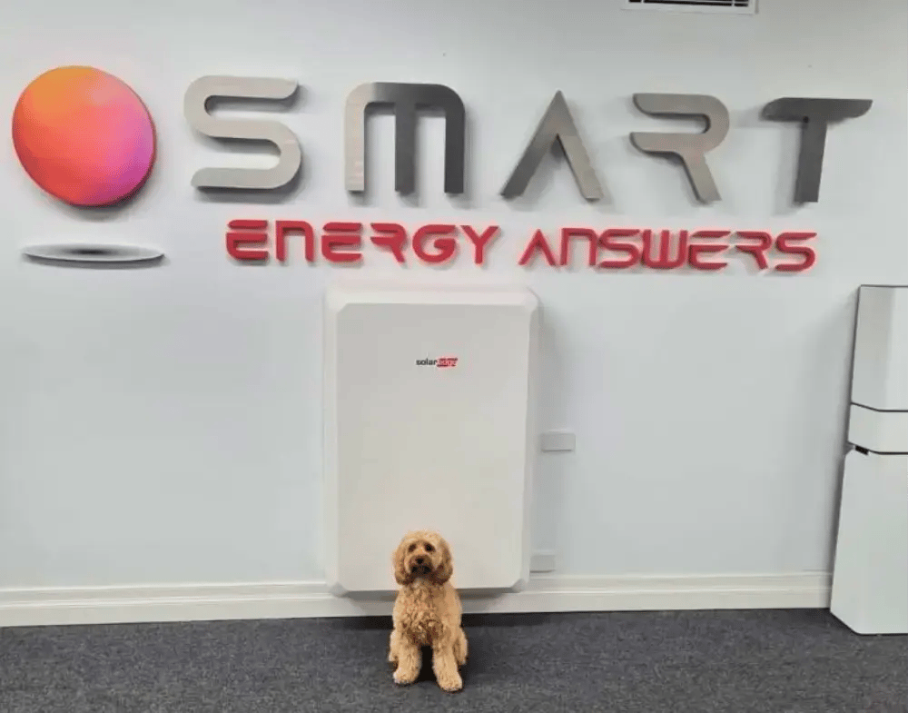 Dog in office-2-1-1