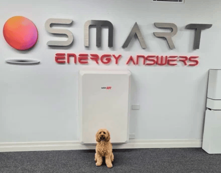 Dog in office-2-1
