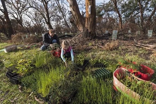 tree-planting